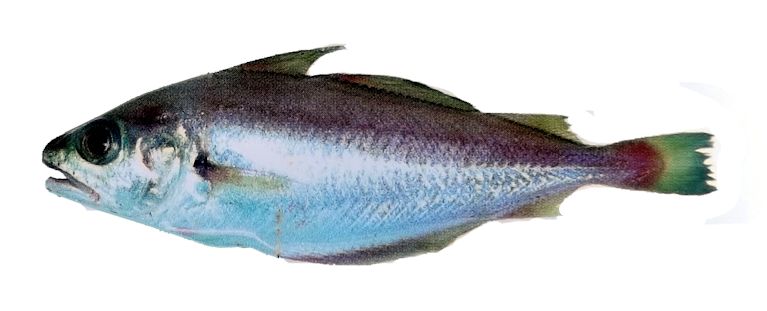 Trisopterus minutus_0099